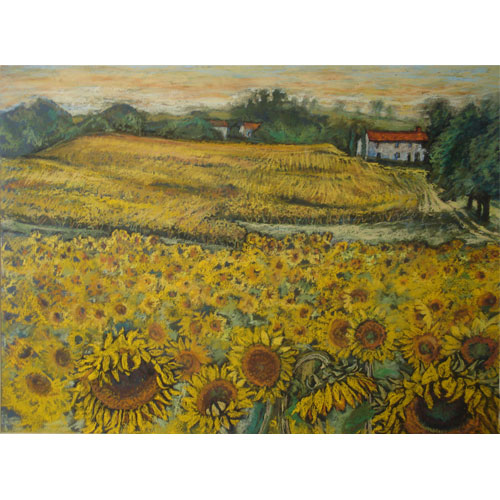 sunflower fields france